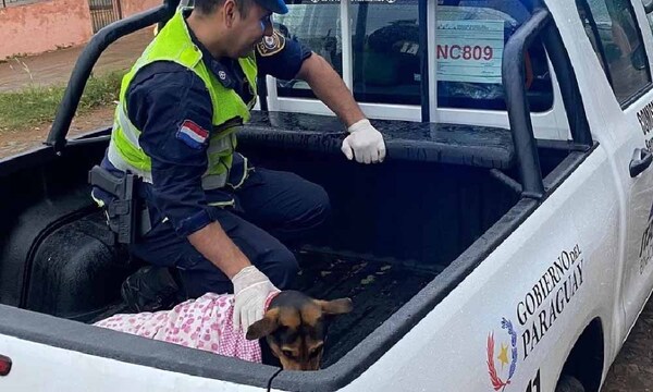 Murió Laika, la heroína que luchó contra un delincuente para defender a su humano – Prensa 5