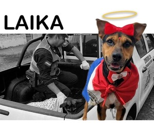 “Laika”, la perrita que fue apuñalada durante robo domiciliario, no resistió a las graves heridas - trece