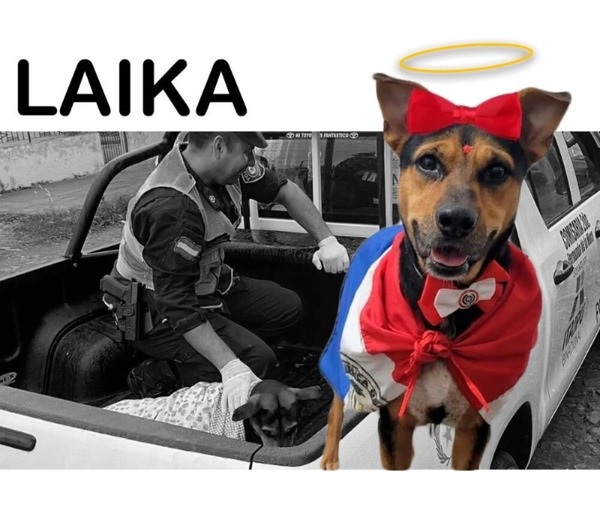 “Laika”, la perrita que fue apuñalada durante robo domiciliario, no resistió a las graves heridas - trece