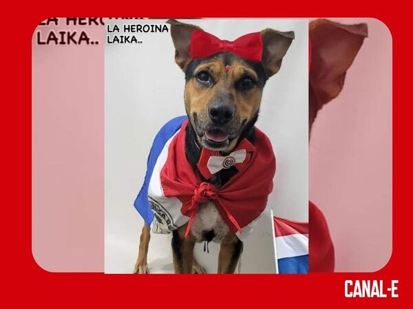 LAIKA MURIÓ TRAS SER ATACADA POR UN ADICTO