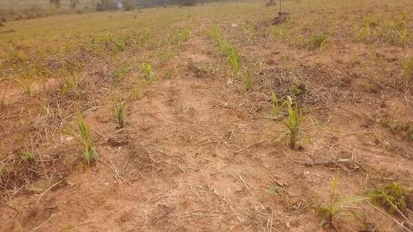 Agricultores se quejan de invasión de plagas que atacan cultivos de maíz y de falta de asistencia técnica - Nacionales - ABC Color