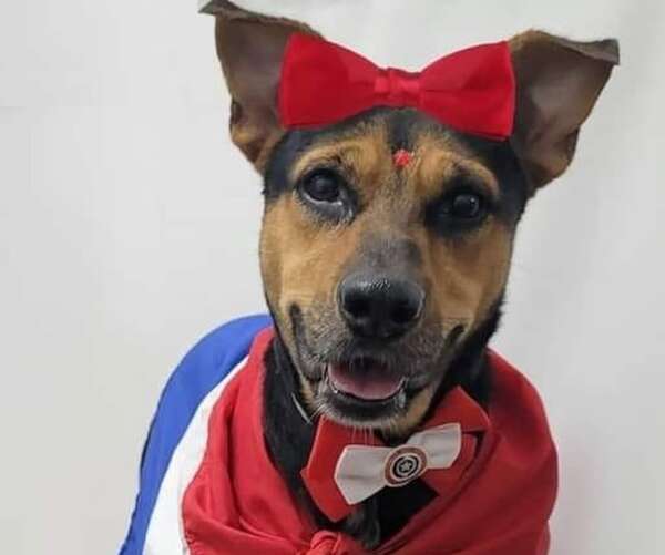 Murió “Laiki”, la perrita heroína que salvó la vida de su dueño del ataque de un adicto - Mascotas - ABC Color