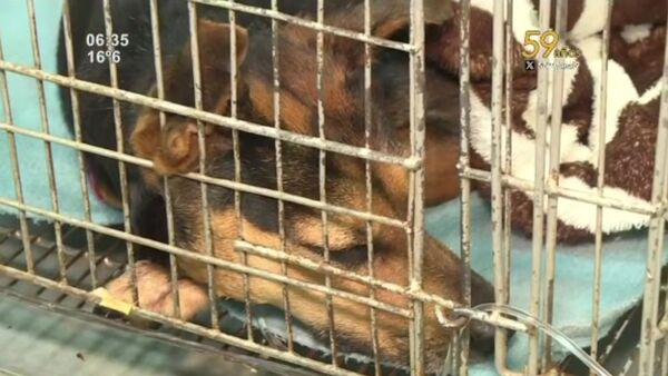 Laika, la mascota heroína - SNT