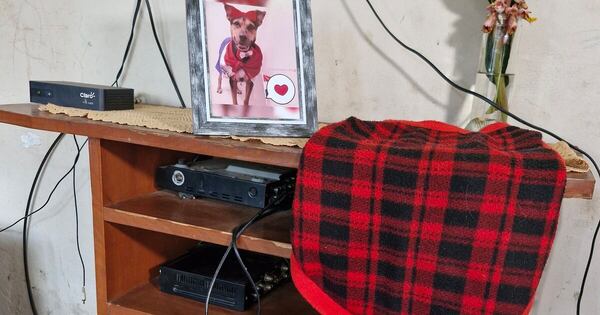 Diario HOY | “Laika dio su vida por mí”: la heroína defendió a su humano