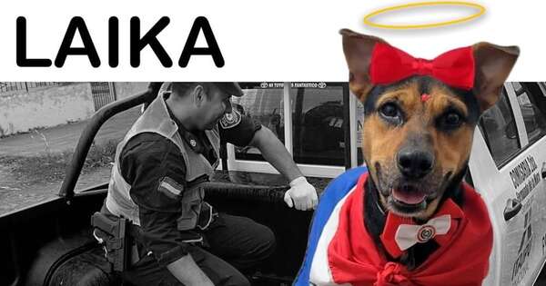 La Nación / Laika, el adiós a una heroína canina