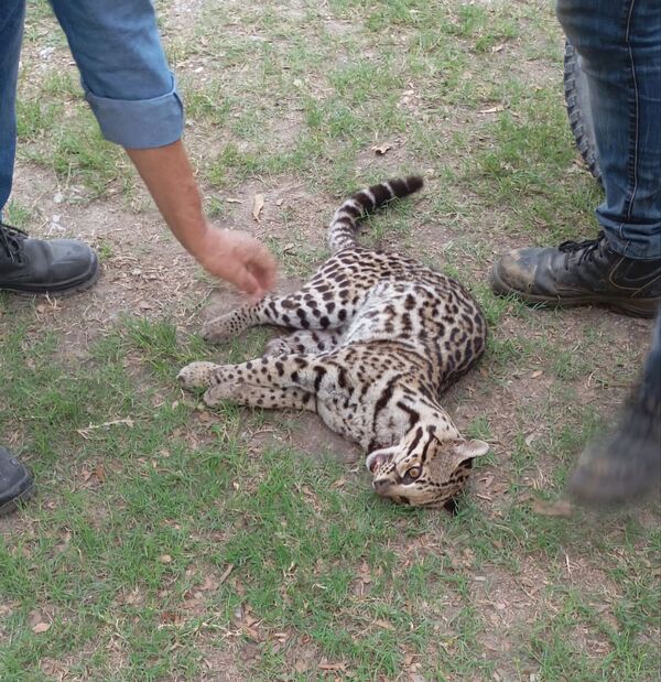Rescatan a un Tirika herido de bala en Vallemí