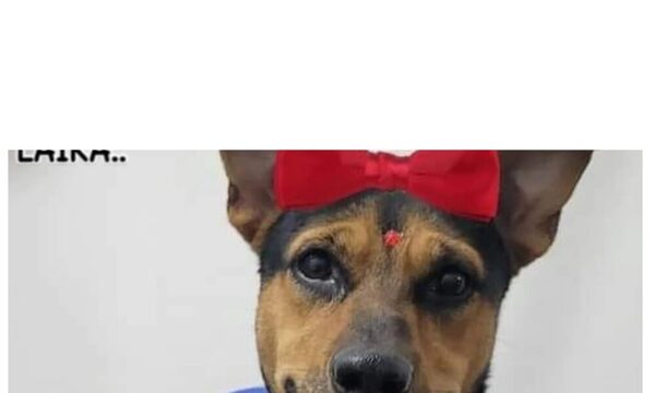 Falleció Laika, la perrita que salvó a su dueño de delincuentes