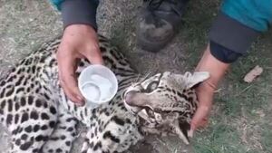 Dispararon a una cría de jaguareté en Vallemí