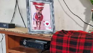 “Laika dio su vida por mí”: la heroína defendió a su humano - Noticiero Paraguay