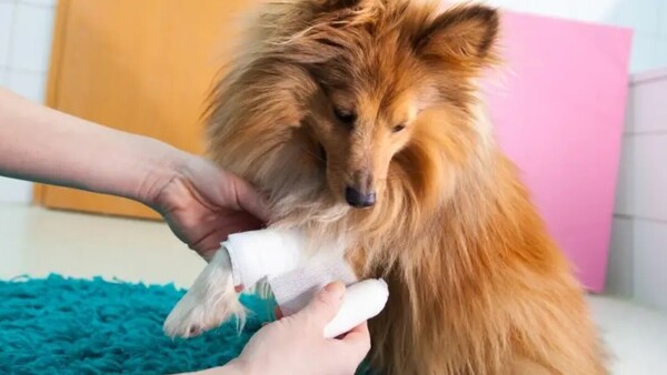 Los primeros auxilios que podrían salvar la vida de tu mascota