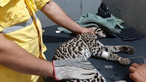 Rescatan a un tiríka herido de bala en Vallemí