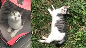 Llevó a su gato a la veterinaria y el michi “desapareció”