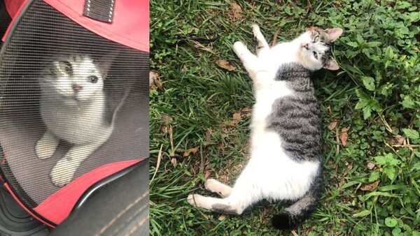 Llevó a su gato a la veterinaria y el michi “desapareció”