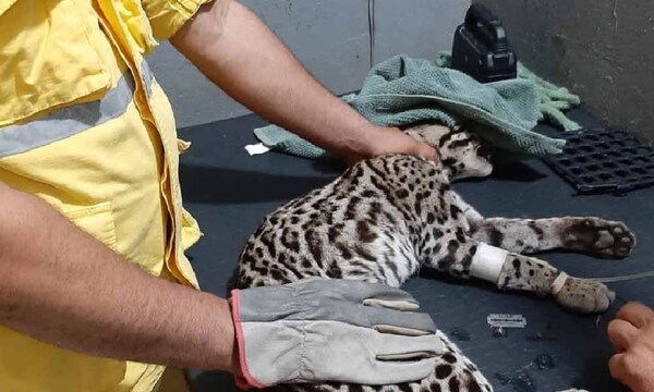 Rescatan a un tiríka herido de bala en Vallemí – Prensa 5