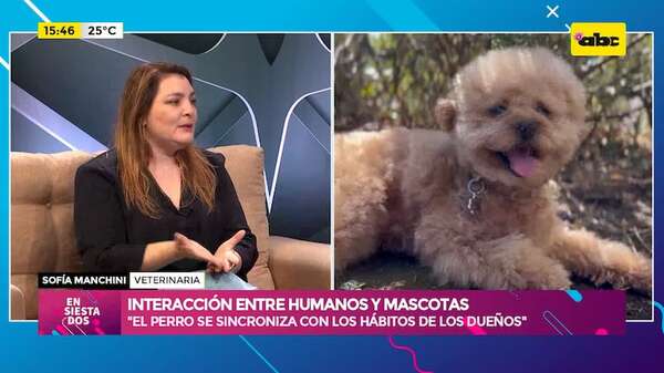 Interacción entre perros y humanos: cómo nuestros hábitos moldean la conducta canina - Ensiestados - ABC Color
