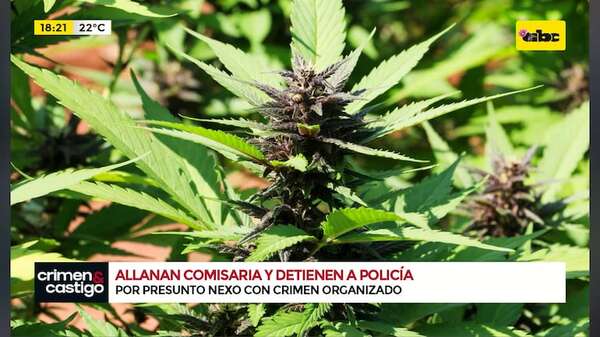 Policía detenido en allanamiento: estructura criminal producía marihuana “premium” - Crimen y castigo - ABC Color
