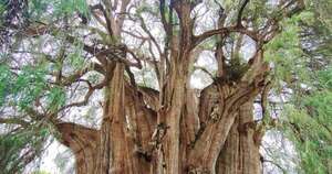 La Nación / Diez cosas que no sabías del árbol más grande del mundo y su entorno