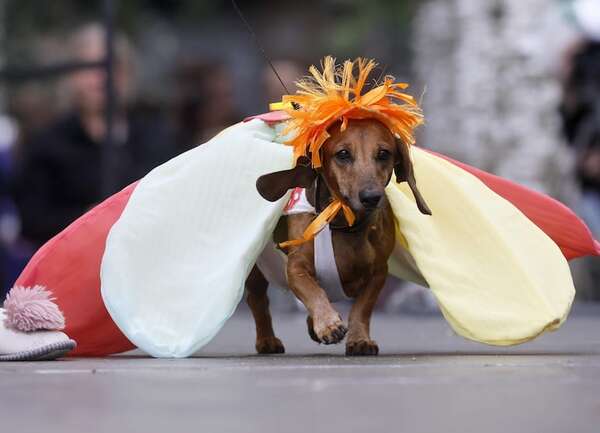 Cuidados básicos para el bienestar del perro - Mascotas - ABC Color