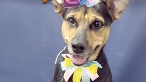 “Laika era la mascota del barrio, tenía muchos amigos”