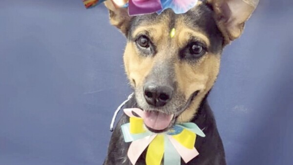 “Laika era la mascota del barrio, tenía muchos amigos”