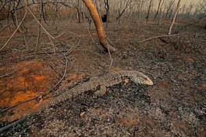 Este martes se conocerá al ganador del Premio Nacional de Periodismo Ambiental - Unicanal