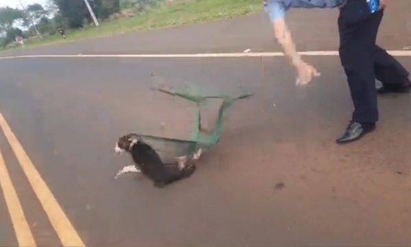 Comisario agrede a perro durante despeje de ruta - OviedoPress