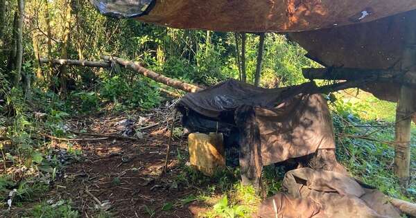 La Nación / Alto Paraná: requisan 1.000 kilos y destruyen seis hectáreas de marihuana