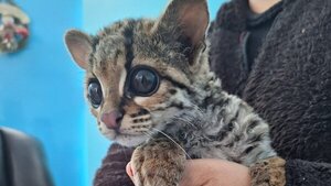 Un felino del tipo margay es rescatado en el centro de Perú de una jauría de perros
