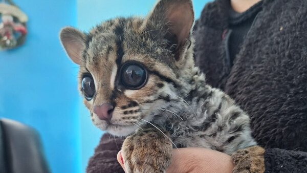 Un felino del tipo margay es rescatado en el centro de Perú de una jauría de perros