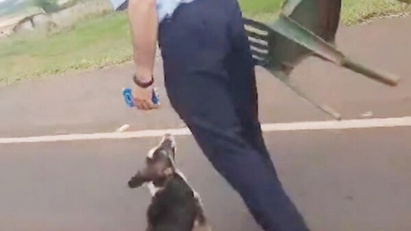 Comisario será investigado por golpear a perrito