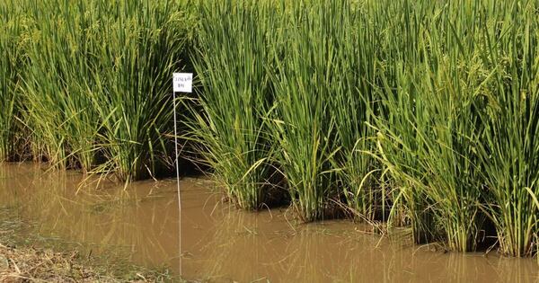La Nación / Arroceros sostienen que uso de aguas para la producción no se relaciona con bajante histórica