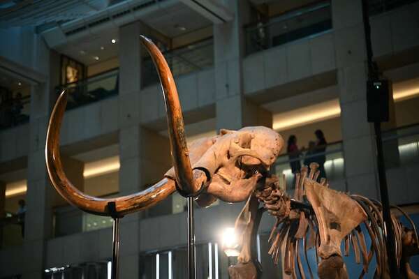 Hallan restos de tres mastodontes de más de 11 mil años en los Andes de Perú - Ciencia - ABC Color