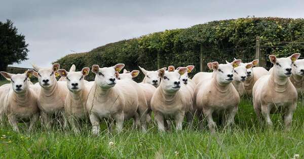 La Nación / Buscan el despegue de la ovinocultura a través de la genética y más producción de carne