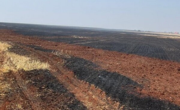 Incendio consumió un trigal en la colonia Pikyry