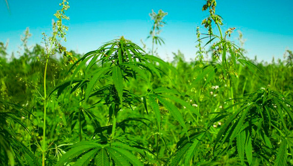 Producción de cáñamo industrial creció 20% interanual (y 60% va al mercado exterior)