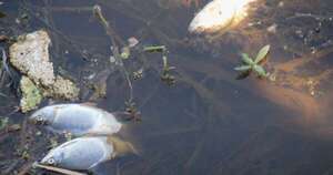 Diario HOY | Mades advierte: bajante del río podría afectar a los peces y causar mortandad