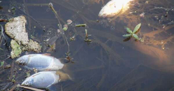 Diario HOY | Mades advierte: bajante del río podría afectar a los peces y causar mortandad