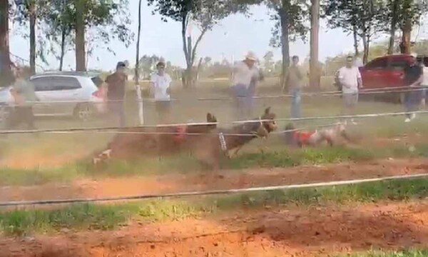 Carrera de caballos casi termina en tragedia en Itapúa – Prensa 5