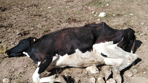 Reportan mortandad de ganado vacuno en el Sur