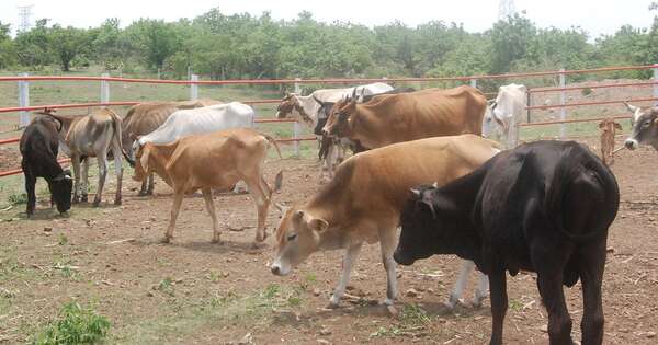 Diario HOY | Época de vacas flacas: reportan mortandad de animales debido a falta de pasturas