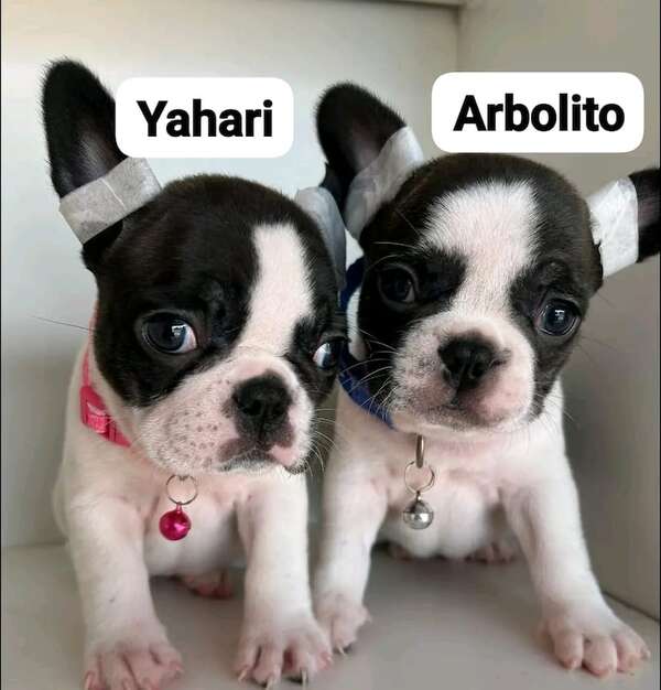Yahari y Arbolito - Encontrá a tu mascota - ABC Color