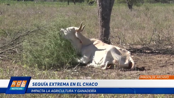 Video: Sequía extrema en el Chaco impacta la agricultura y ganadería