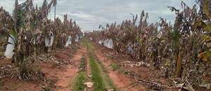 Productores de banana de Guayaybí alertan del fuerte golpe de la sequía - Economía - ABC Color