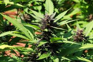 Legalización de la marihuana, ¿es posible? Esto responde la Senad - Policiales - ABC Color