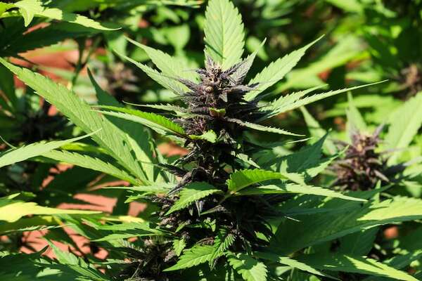 Legalización de la marihuana, ¿es posible? Esto responde la Senad - Policiales - ABC Color