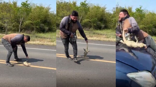 Video: Quiso rescatar un lagarto y fue atropellado