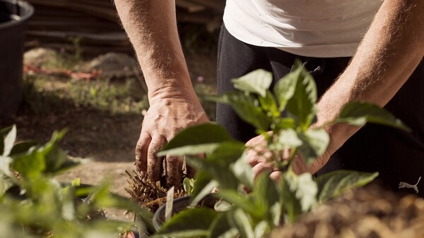 Estudio sugiere que la música ayuda al crecimiento de plantas