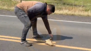 Impactante accidente: Intentó rescatar a un lagarto y fue arrollado por un auto