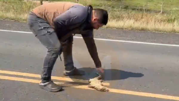 Impactante accidente: Intentó rescatar a un lagarto y fue arrollado por un auto