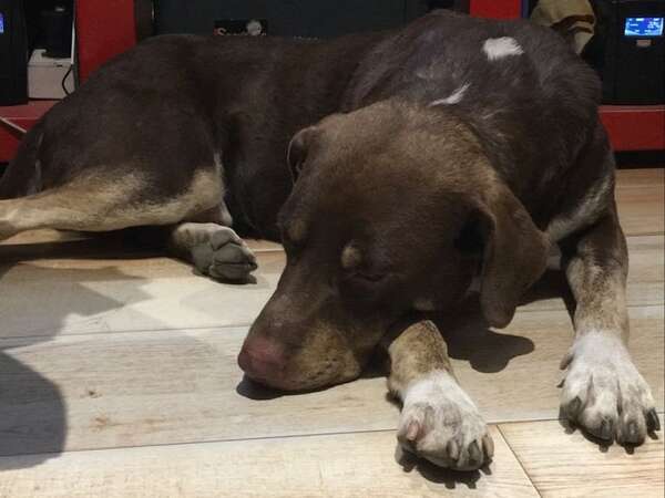 Busca a sus dueños - Encontrá a tu mascota - ABC Color